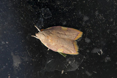 Long-horned Flat-body (Carcina quercana)
