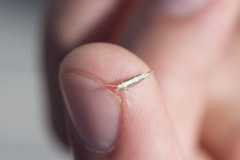 Diamond-back Moth (Plutella xylostella)