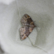 Red Twin-spot Carpet (Xanthorhoe spadicearia)