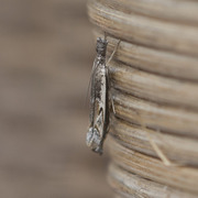 Blålig nebbmott (Platytes alpinella)