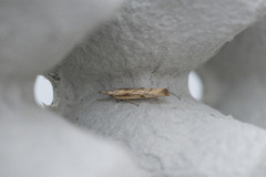 Barred Grass-veneer (Agriphila inquinatella)