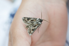 Archer's Dart (Agrotis vestigialis)