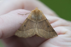 Bølgemåler (Crocallis elinguaria)