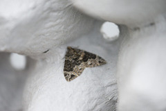 Small Phoenix (Ecliptopera silaceata)