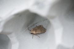 Ingrailed Clay (Diarsia mendica)