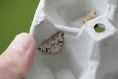 The V-Moth (Macaria wauaria)