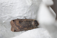 Dotted Clay (Xestia baja)