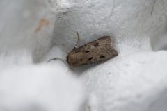 Heart and Dart (Agrotis exclamationis)