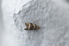 Common Marble (Celypha lacunana)