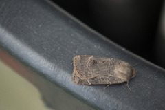 Lesser Yellow Underwing (Noctua comes)