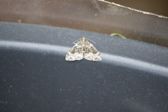 The Phoenix (Eulithis prunata)