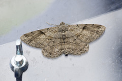 Mottled Beauty (Alcis repandata)