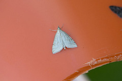 Blek engmott (Udea lutealis)