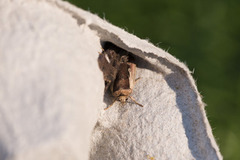 Flame Shoulder (Ochropleura plecta)
