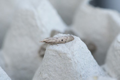 Bee Moth (Aphomia sociella)