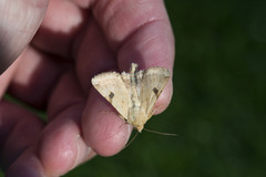 Okerfagerfly (Heliothis peltigera)