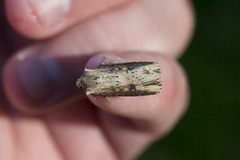Flame (Axylia putris)