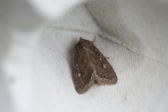 Bright-line Brown-eye (Lacanobia oleracea)