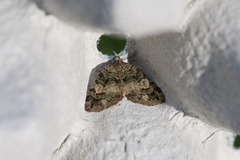 July Highflyer (Hydriomena furcata)
