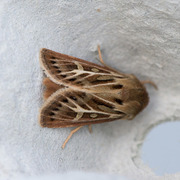 Antler Moth (Cerapteryx graminis)