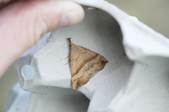 Snout (Hypena proboscidalis)