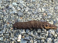 Elephant Hawk-moth (Deilephila elpenor)