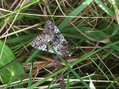 Flekkfly (Crypsedra gemmea)