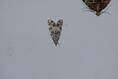 Little Grey (Eudonia lacustrata)