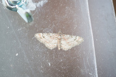 Revebjelledvergmåler (Eupithecia pulchellata)