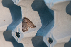 Common Lutestring (Ochropacha duplaris)