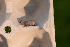 Common Lutestring (Ochropacha duplaris)