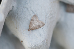 Dusky Pearl (Udea prunalis)