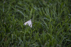 Pale Straw Pearl (Udea lutealis)