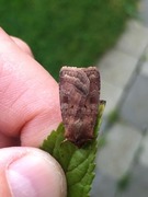 Small Square-spot (Diarsia rubi)