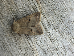 Red-line Quaker (Agrochola lota)