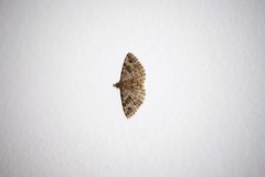 Many-plumed Moth (Alucita hexadactyla)