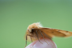 Bølgemåler (Crocallis elinguaria)