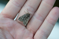 Nettfly (Naenia typica)