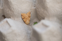 The Sallow (Xanthia icteritia)
