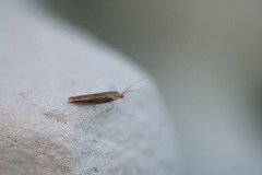 Argyresthia