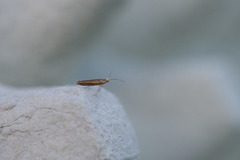 Argyresthia