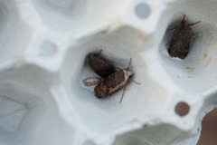 Brown House Moth (Hofmannophila pseudospretella)