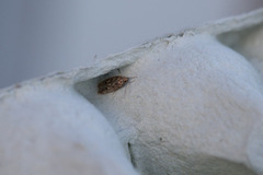 Brown House Moth (Hofmannophila pseudospretella)