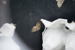 July Highflyer (Hydriomena furcata)