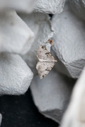 The V-Moth (Macaria wauaria)