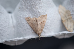Snout (Hypena proboscidalis)