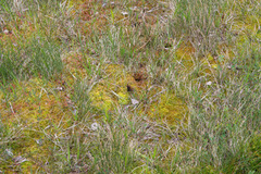 Arran Brown (Erebia ligea)