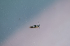 Large Dark Cosmet (Mompha conturbatella)