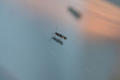 Large Dark Cosmet (Mompha conturbatella)