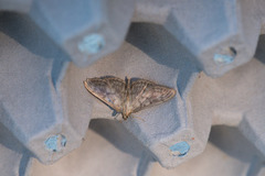 Mother of Pearl (Patania ruralis)